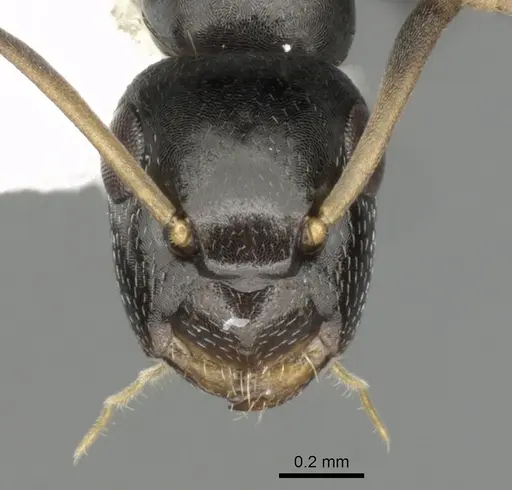 Colobopsis conithorax specimen CASENT0280184 image casent0280184_2
