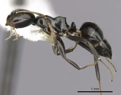 Colobopsis conithorax specimen CASENT0280184 image casent0280184_3