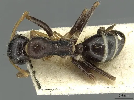 Colobopsis conithorax specimen CASENT0913713 image casent0913713_1
