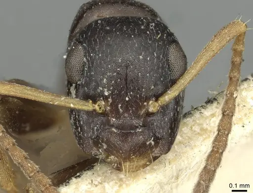 Colobopsis conithorax specimen CASENT0913713 image casent0913713_2