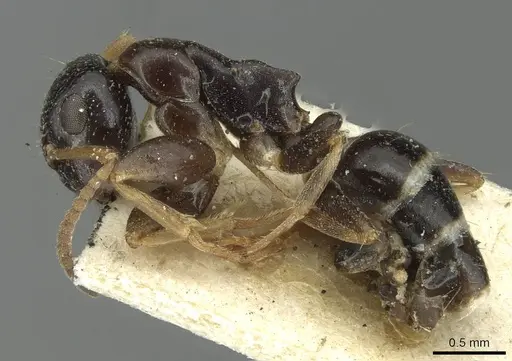 Colobopsis conithorax specimen CASENT0913713 image casent0913713_3
