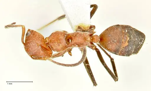 Colobopsis corallina specimen FOCOL2499 image focol2499_1