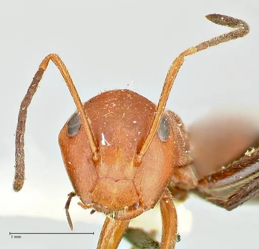 Colobopsis corallina specimen FOCOL2499 image focol2499_2