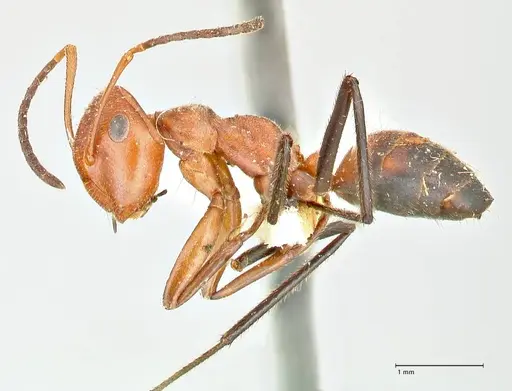 Colobopsis corallina specimen FOCOL2499 image focol2499_3