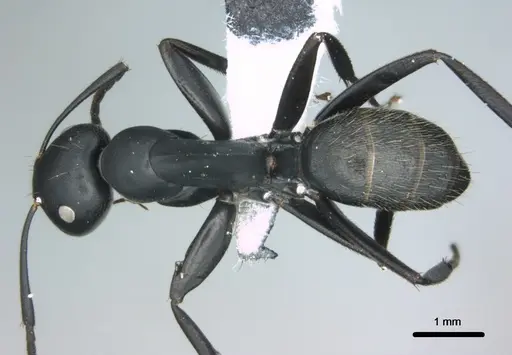Colobopsis cristata specimen CASENT0180230 image casent0180230_1