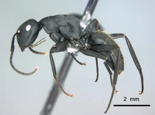 Colobopsis cristata specimen CASENT0180230 image casent0180230_3