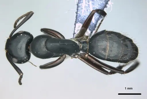 Colobopsis cristata specimen CASENT0180304 image casent0180304_1