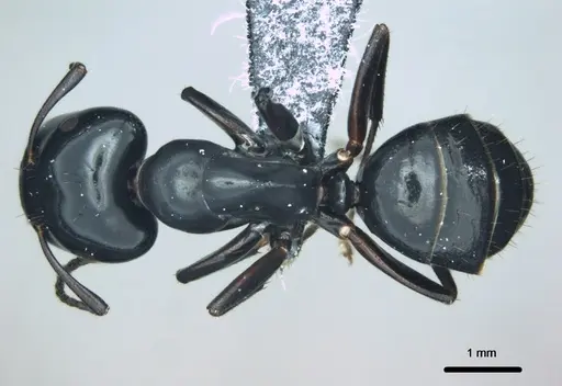 Colobopsis cristata specimen CASENT0180333 image casent0180333_1