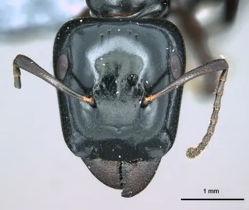 Colobopsis cristata specimen CASENT0180333 image casent0180333_2