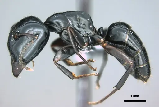 Colobopsis cristata specimen CASENT0180333 image casent0180333_3