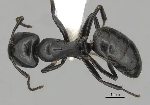 Colobopsis cristata specimen CASENT0280255 image casent0280255_1