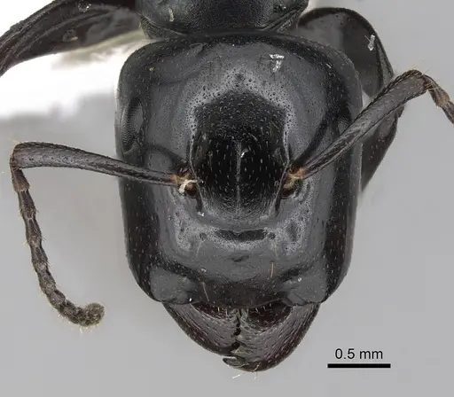 Colobopsis cristata specimen CASENT0280255 image casent0280255_2
