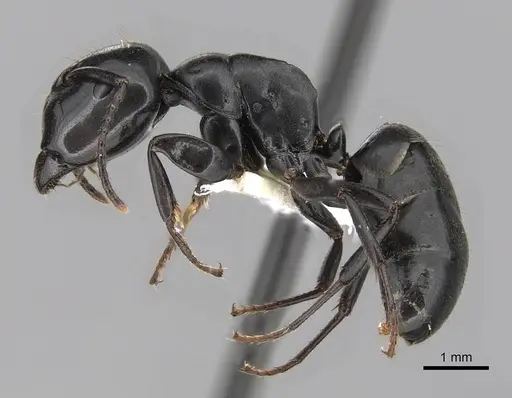 Colobopsis cristata specimen CASENT0280255 image casent0280255_3