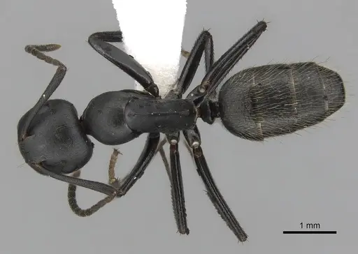 Colobopsis cristata specimen CASENT0280256 image casent0280256_1