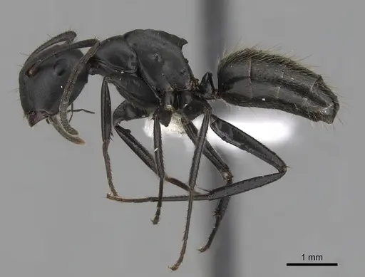 Colobopsis cristata specimen CASENT0280256 image casent0280256_3