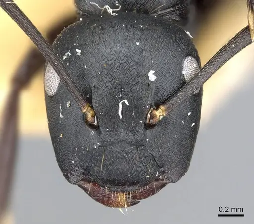 Colobopsis cristata specimen CASENT0905844 image casent0905844_2