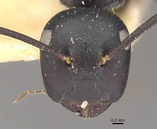 Colobopsis cristata specimen CASENT0910579 image casent0910579_2