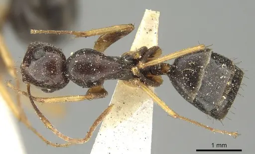 Colobopsis cristata specimen CASENT0915756 image casent0915756_1