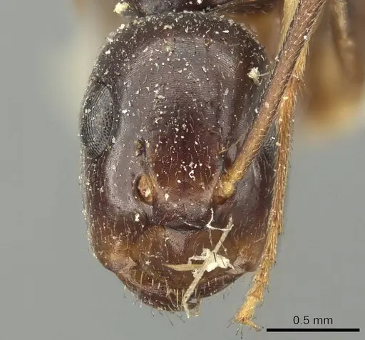 Colobopsis cristata specimen CASENT0915756 image casent0915756_2