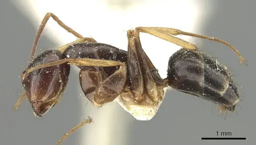 Colobopsis cristata specimen CASENT0915756 image casent0915756_3