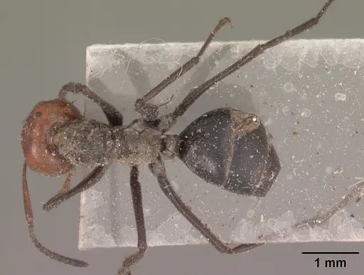 Colobopsis cylindrica specimen CASENT0102444 image casent0102444_1