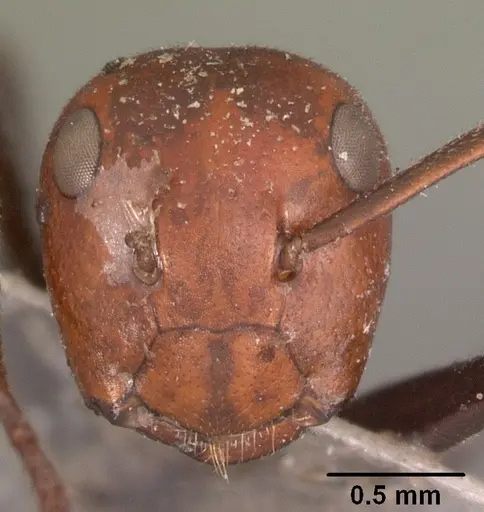 Colobopsis cylindrica specimen CASENT0102444 image casent0102444_2