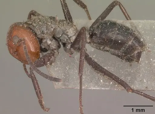 Colobopsis cylindrica specimen CASENT0102444 image casent0102444_4
