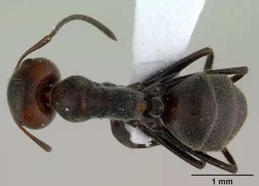 Colobopsis cylindrica specimen CASENT0179026 image casent0179026_1