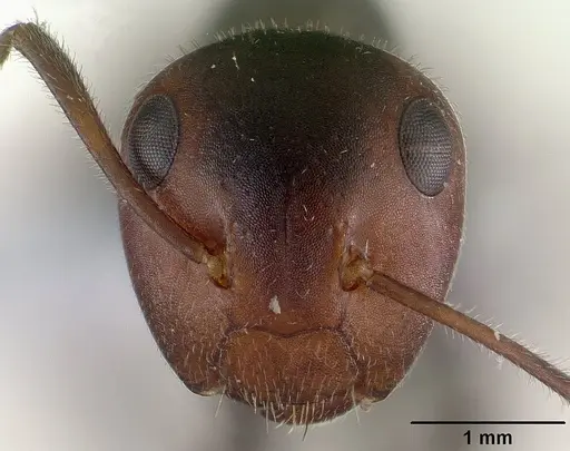 Colobopsis cylindrica specimen CASENT0179026 image casent0179026_2