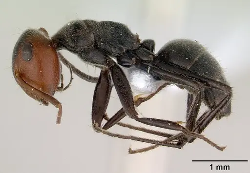 Colobopsis cylindrica specimen CASENT0179026 image casent0179026_3