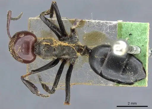 Colobopsis cylindrica specimen CASENT0905799 image casent0905799_1
