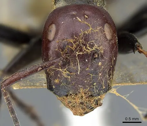 Colobopsis cylindrica specimen CASENT0905799 image casent0905799_2
