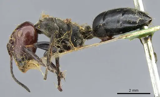 Colobopsis cylindrica specimen CASENT0905799 image casent0905799_3