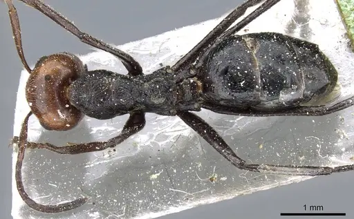 Colobopsis cylindrica specimen CASENT0905800 image casent0905800_1