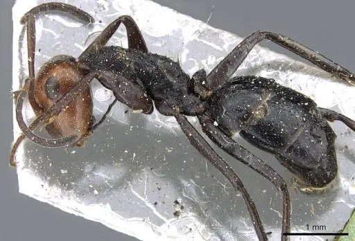 Colobopsis cylindrica specimen CASENT0905800 image casent0905800_3