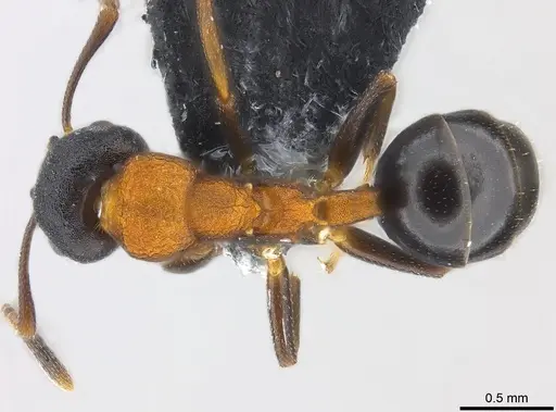 Colobopsis dentata specimen CASENT0177557 image casent0177557_1