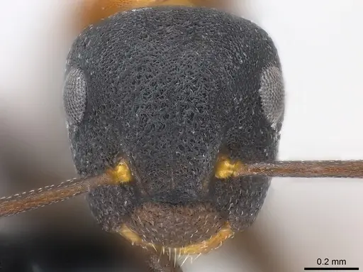 Colobopsis dentata specimen CASENT0177557 image casent0177557_2