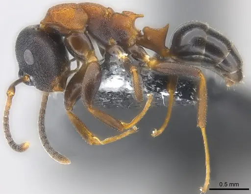 Colobopsis dentata specimen CASENT0177557 image casent0177557_3