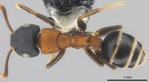 Colobopsis dentata specimen CASENT0177590 image casent0177590_1