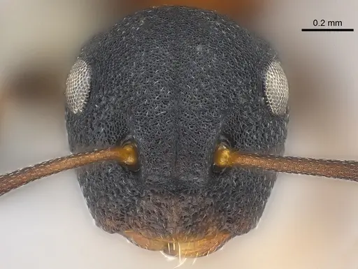 Colobopsis dentata specimen CASENT0177590 image casent0177590_2