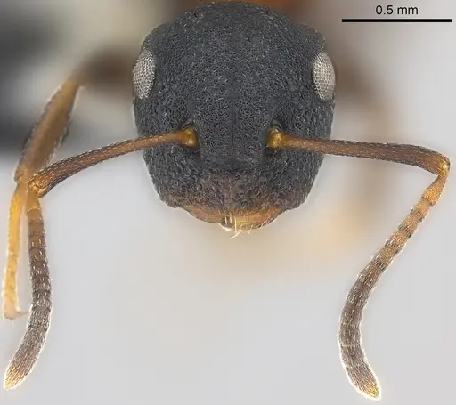 Colobopsis dentata specimen CASENT0177590 image casent0177590_3