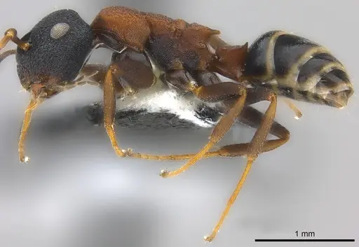 Colobopsis dentata specimen CASENT0177590 image casent0177590_4