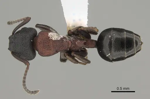 Colobopsis dentata specimen CASENT0887748 image casent0887748_1