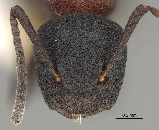 Colobopsis dentata specimen CASENT0887748 image casent0887748_2