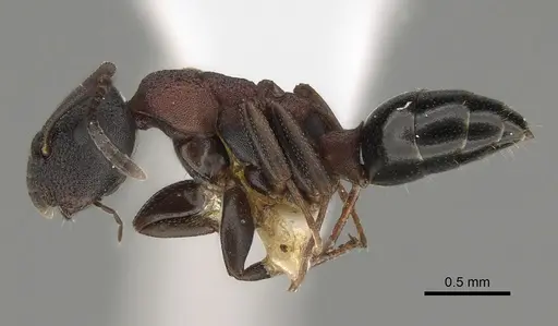 Colobopsis dentata specimen CASENT0887748 image casent0887748_3