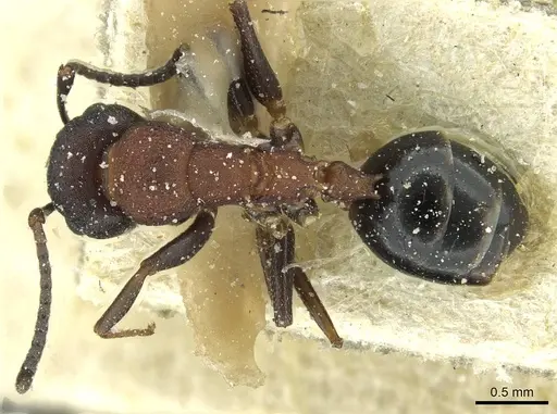 Colobopsis dentata specimen CASENT0911625 image casent0911625_1