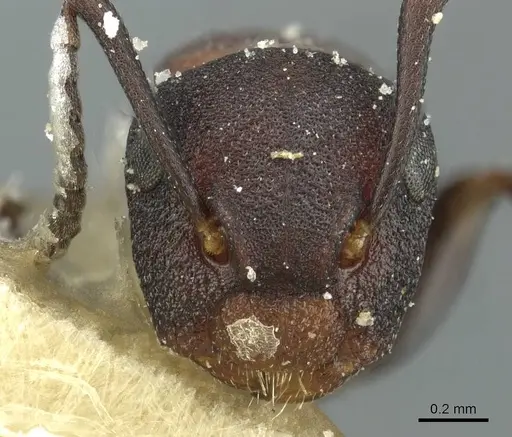 Colobopsis dentata specimen CASENT0911625 image casent0911625_2