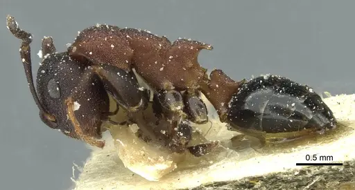 Colobopsis dentata specimen CASENT0911625 image casent0911625_3