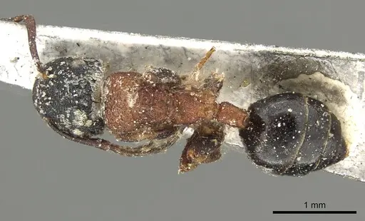 Colobopsis dentata specimen CASENT0915757 image casent0915757_1