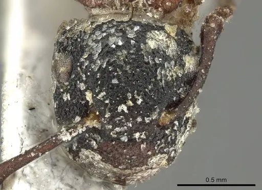 Colobopsis dentata specimen CASENT0915757 image casent0915757_2